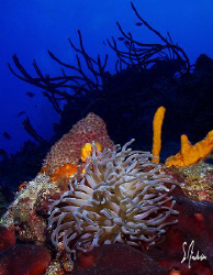 The walls and drop off along the reefs of Cozumel make fo... by Steven Anderson 